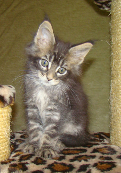     Catsvill County!   !    !       !!!    Catsvill County +7-926-544-74-09     .   ,   ,   ,    ,   ,  ,     ,   -,    ,   !